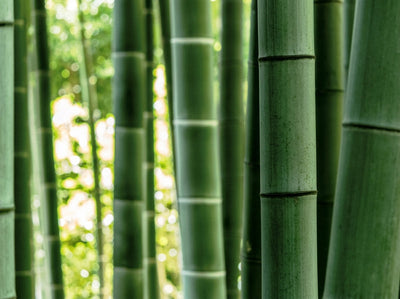 up-close view of bamboo grove